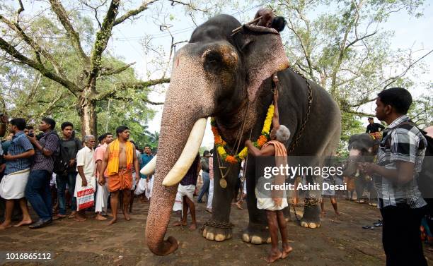 Elephant Ritual 32 Kerala Elephant Feeding Stock Photos, High-Res Pictures, and Images ...