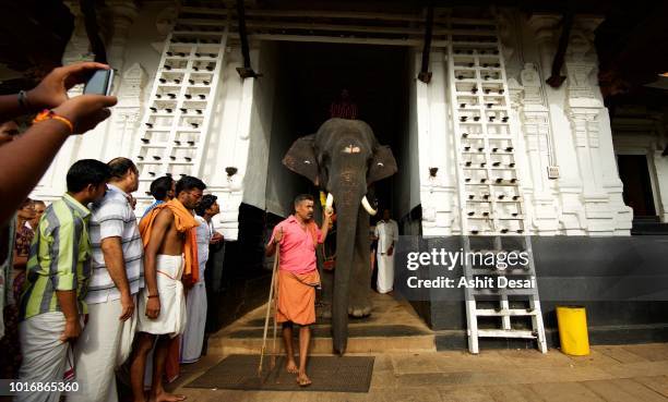 Elephant Ritual Kerala Elephant Feeding Photos and Premium High Res Pictures - Getty Images