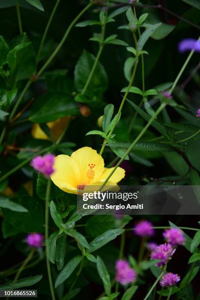 Bottom Sundrop 28 Sundrop Flower Stock Photos, High-Res Pictures, and Images - Getty ...