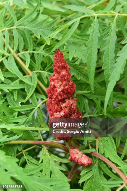 staghorn sumac - staghorn sumac stockfoto's en -beelden