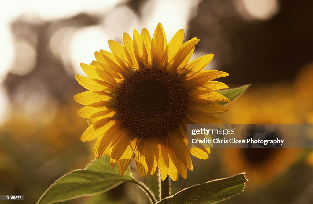 SUNFLOWERS IN FIELD, ITALY