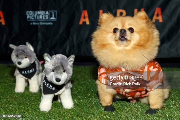 Doggie Influencer, Hi I'm Chewie @hi_im_chewie attends Bring Your Own Dog Screening at Westwood iPic on August 14, 2018 in Westwood, California.