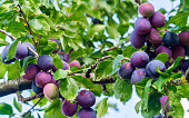 Fresh ripe blue plums on tree in summer garden