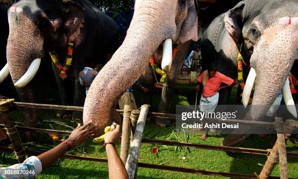 feeding the elephants ritual, kerala - kerala elephants stock pictures, royalty-free photos & images