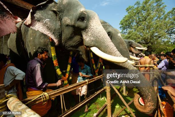 Elephant Ritual Kerala Elephant Feeding Photos and Premium High Res Pictures - Getty Images