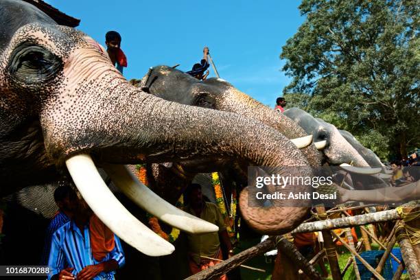 Elephant Ritual Kerala Elephant Feeding Photos and Premium High Res Pictures - Getty Images