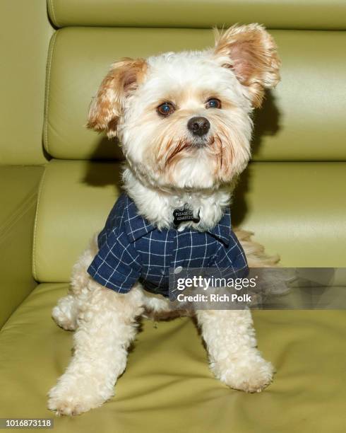 Doggie Influencer, Popeye The Foodie @PopeyeTheFoodie attends Bring Your Own Dog Screening at Westwood iPic on August 14, 2018 in Westwood,...