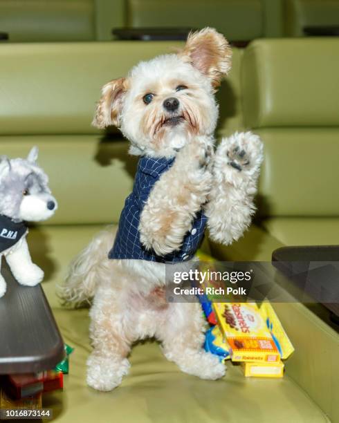 Doggie Influencer, Popeye The Foodie @PopeyeTheFoodie attends Bring Your Own Dog Screening at Westwood iPic on August 14, 2018 in Westwood,...