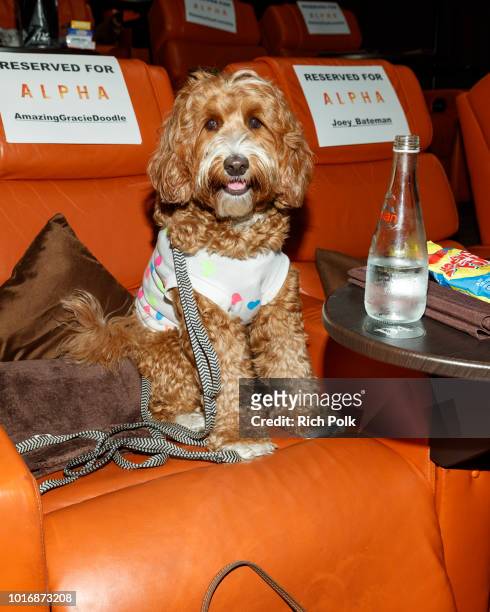 Doggie Influencer, Amazing Gracie Doodle @AmazingGracieDoodle attends Bring Your Own Dog Screening at Westwood iPic on August 14, 2018 in Westwood,...