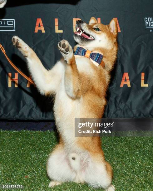 Doggie Influencer, Hey Kubo @Hey.Kubo attends Bring Your Own Dog Screening at Westwood iPic on August 14, 2018 in Westwood, California.