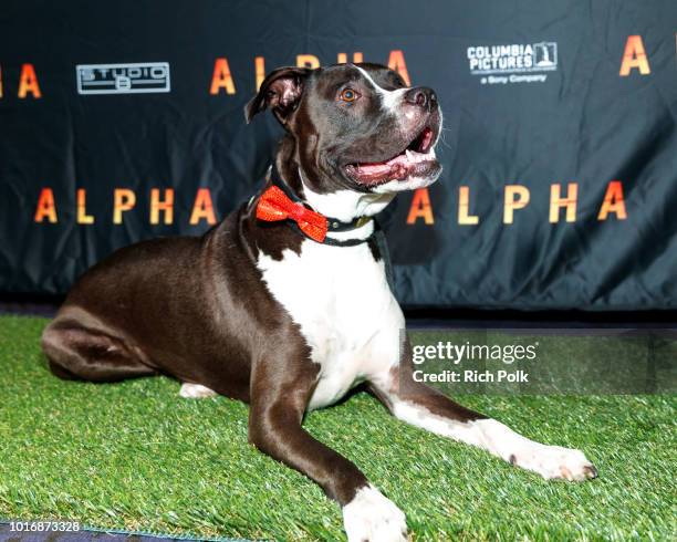 Doggie Influencer, Chaplin The Pit @ChaplinThePit attends Bring Your Own Dog Screening at Westwood iPic on August 14, 2018 in Westwood, California.