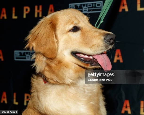 Doggie Influencer, Sawyer The Good Boy @SawyerTheGoodBoy attends Bring Your Own Dog Screening at Westwood iPic on August 14, 2018 in Westwood,...