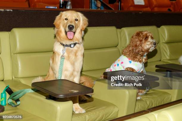 Doggie Influencers attend Bring Your Own Dog Screening at Westwood iPic on August 14, 2018 in Westwood, California.