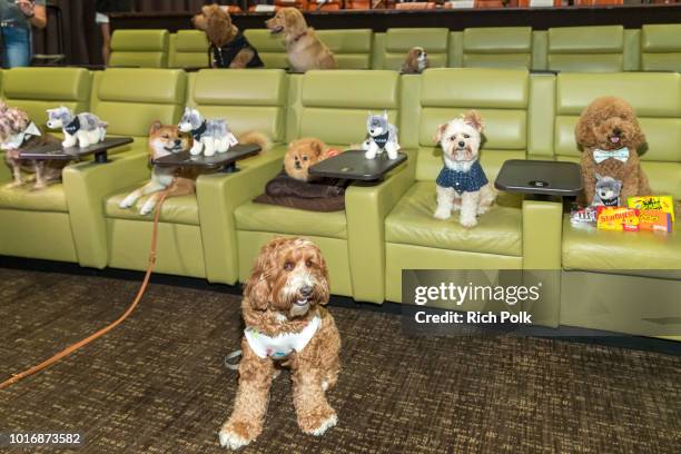 Doggie Influencers attend Bring Your Own Dog Screening at Westwood iPic on August 14, 2018 in Westwood, California.