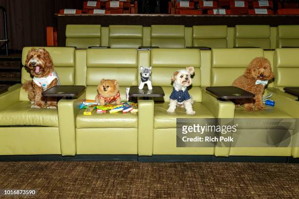 Doggie Influencers attend Bring Your Own Dog Screening at Westwood iPic on August 14, 2018 in Westwood, California.