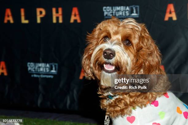 Doggie Influencer, Amazing Gracie Doodle @AmazingGracieDoodle attends Bring Your Own Dog Screening at Westwood iPic on August 14, 2018 in Westwood,...