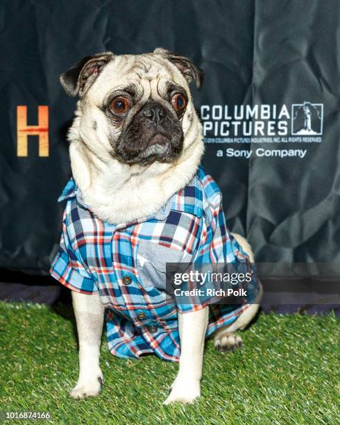 Doggie Influencer, All Star Shaq @AllStarShaq attends Bring Your Own Dog Screening at Westwood iPic on August 14, 2018 in Westwood, California.