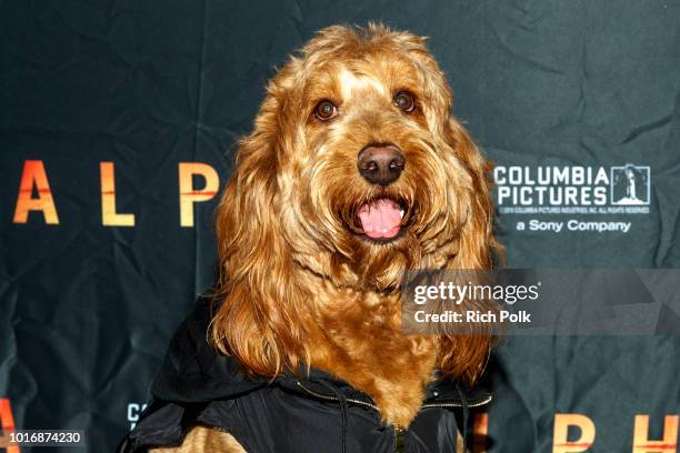 Doggie Influencers attend Bring Your Own Dog Screening at Westwood iPic on August 14, 2018 in Westwood, California.