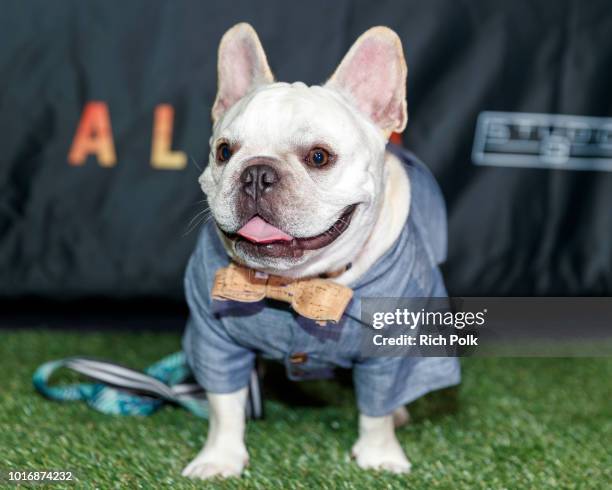 Doggie Influencers attend Bring Your Own Dog Screening at Westwood iPic on August 14, 2018 in Westwood, California.