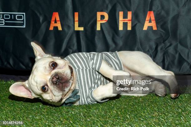 Doggie Influencers attend Bring Your Own Dog Screening at Westwood iPic on August 14, 2018 in Westwood, California.