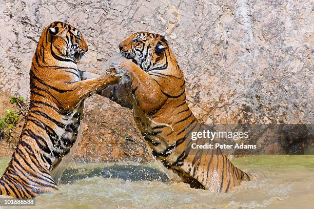 indochinese or corbett's tigers in water - インドシナトラ ストックフォトと画像