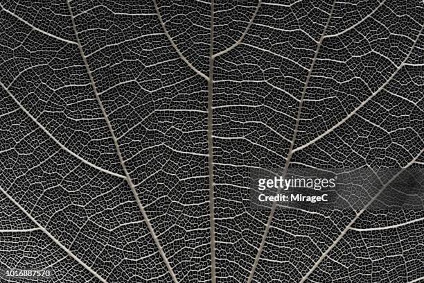 leaf vein macrophotography - leaf with veins stock-fotos und bilder