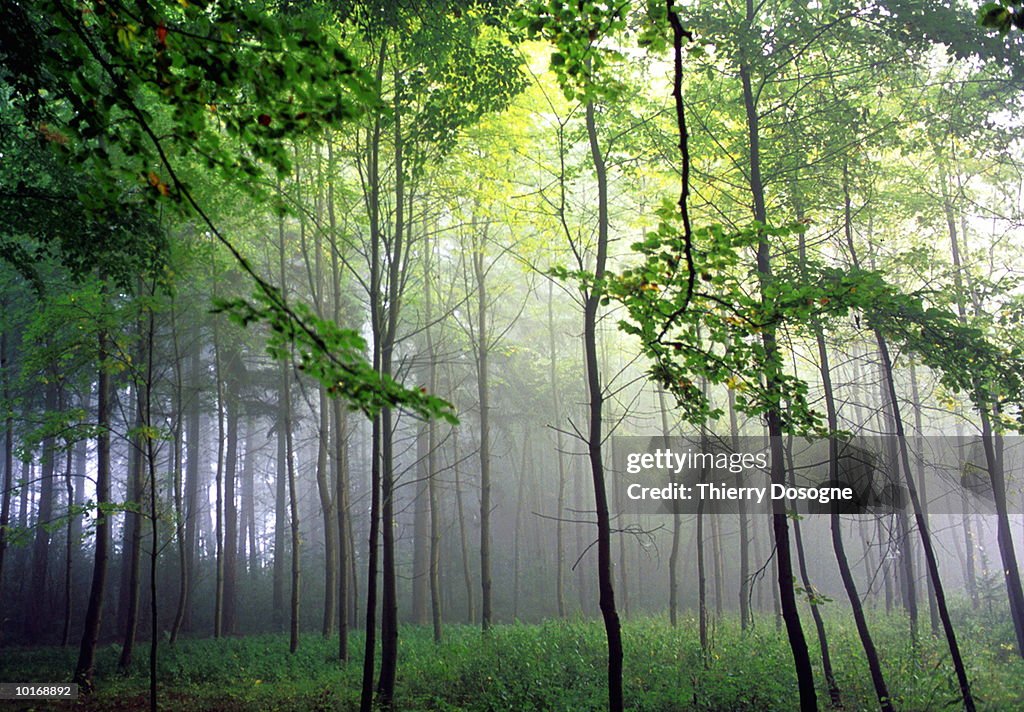 HAZE IN FOREST