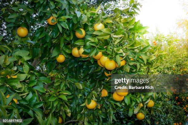 ruby red grapefruit tree with clusters of fruit ready for harvest - ruby grapefruit stock pictures, royalty-free photos & images