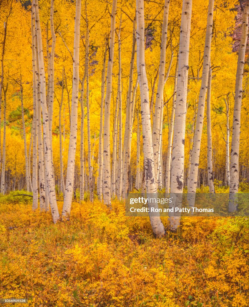 Goldene Herbst Espe Bäume im San Juan National Forest, Colorado