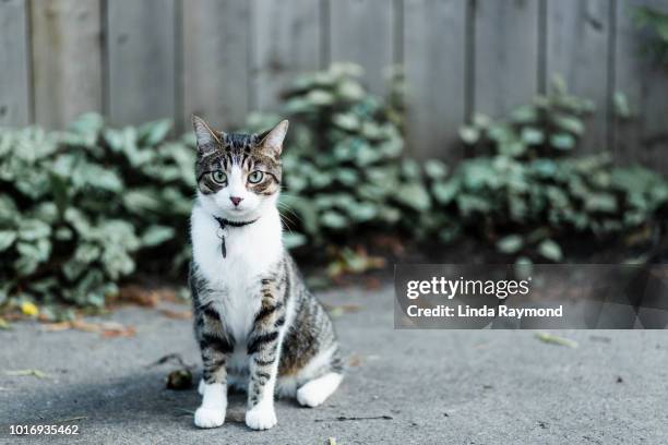 ernstige kat camera kijken - cat with collar stockfoto's en -beelden