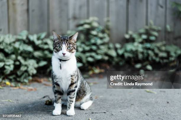 serious cat looking at camera - feline imagens e fotografias de stock