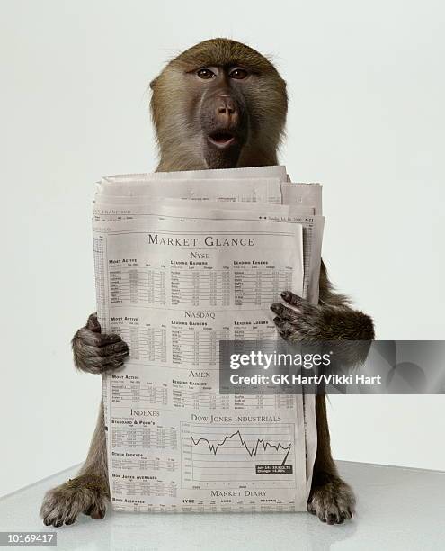 olive baboon with business newspaper - financial times stock pictures, royalty-free photos & images