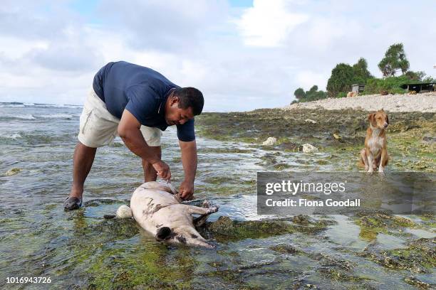 Loisio Kale shaves a pig in the sea for a 21st celebration in the evening on August 15, 2018 in Funafuti, Tuvalu. The pigs are mainly housed next the...