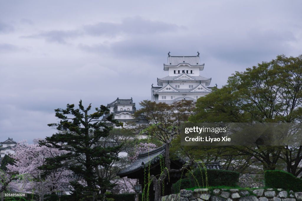 Japanese castle with Sakura blossom