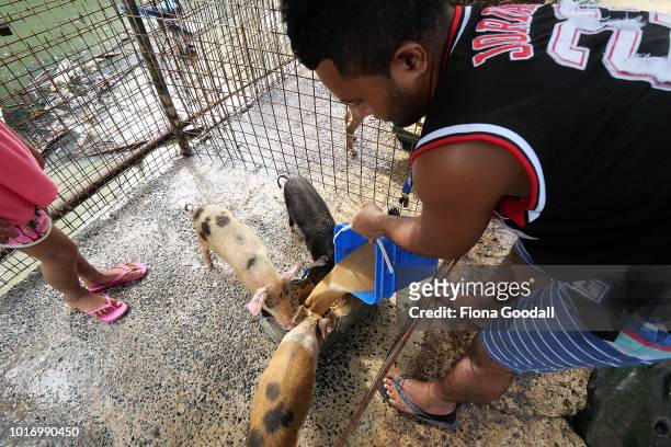 Seono Limoni feeds the family pigs and cleans their pens on August 15, 2018 in Funafuti, Tuvalu. The main source of fresh meat apart from chicken,...
