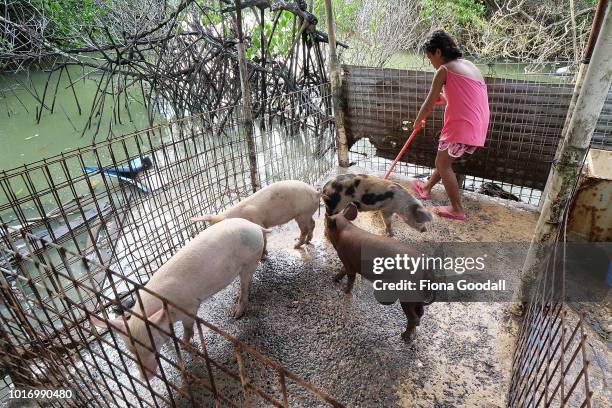 Stella Tefiti feeds and cleans the family pigs on August 15, 2018 in Funafuti, Tuvalu. Pigs are one of the main sources of fresh meat on the islands...