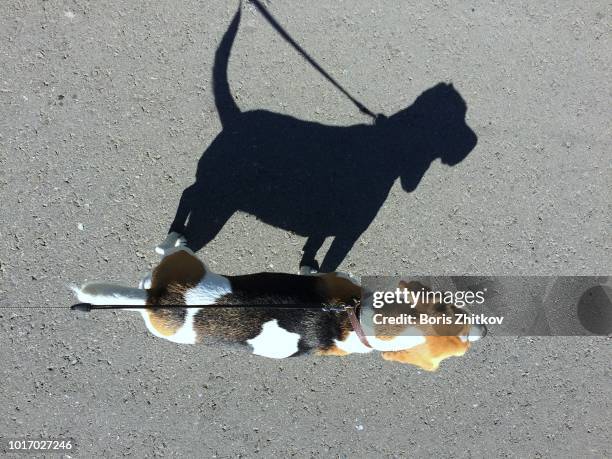 shadow of beagle. - beagle stock pictures, royalty-free photos & images