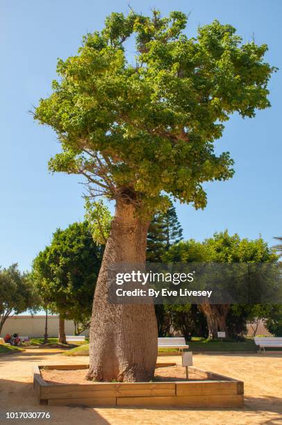 ceiba speciosa tree (silk floss tree) - ceiba speciosa stock pictures, royalty-free photos & images