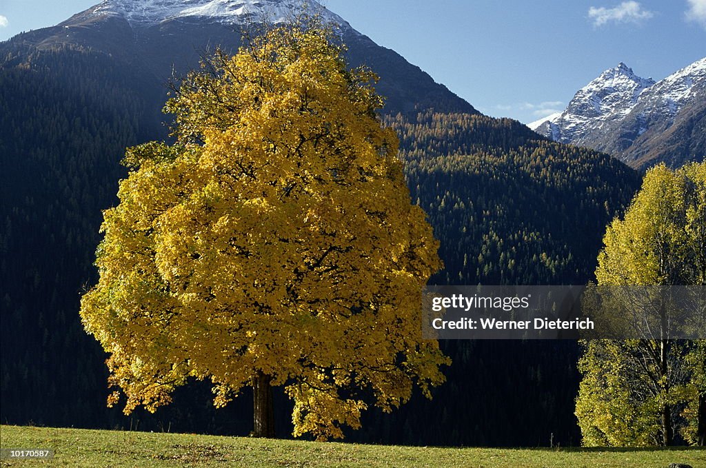 TREE, AUTUMN, GUARDA, GRISONS, SWITZERLAND