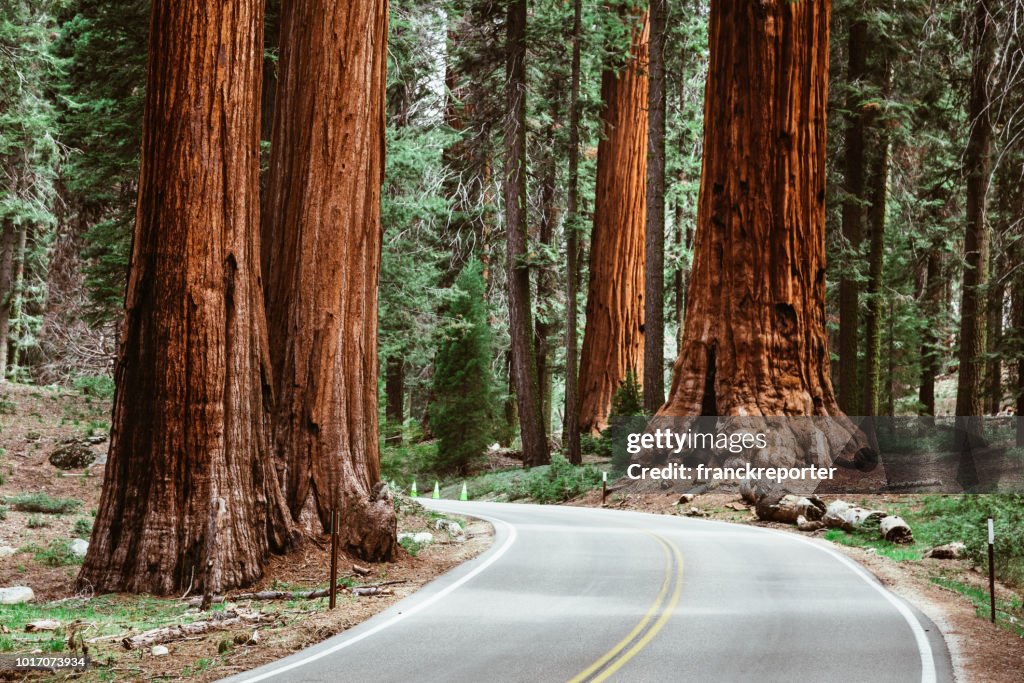 Auf der Straße im Sequoia National park