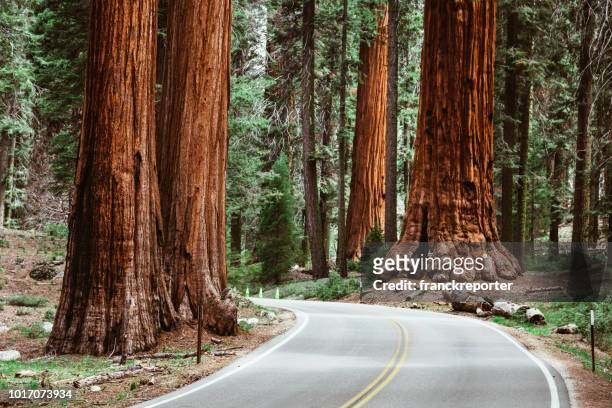 auf der straße im sequoia national park - california sequoia stock-fotos und bilder