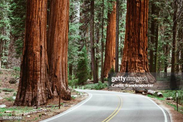 op de weg bij sequoia national park - redwood stockfoto's en -beelden