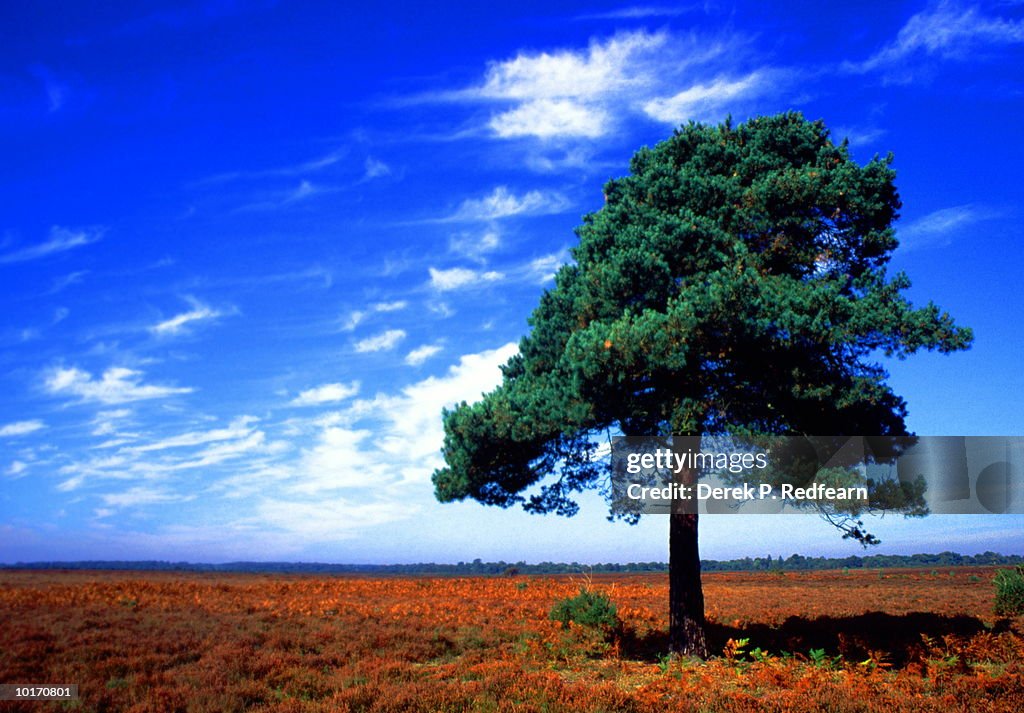 LONE TREE, HAMPSHIRE, ENGLAND