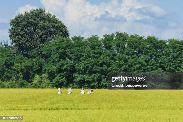 Aplan Rice Field 2,541 Rice Plains Stock Photos, High-Res Pictures, and Images - Getty ...