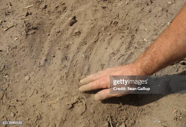 Steffen Hausmann, who works at a local farming cooperative, runs his hand through ash-like earth at a field designated for grains at Goersdorf on...