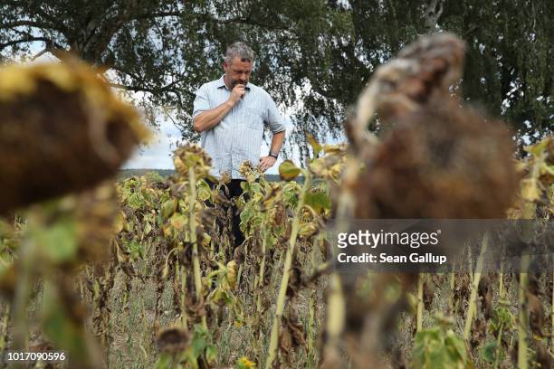 Steffen Hausmann, who works at a local farming cooperative, walks among parched sunflowers stunted in size and height at Goersdorf on August 15, 2018...