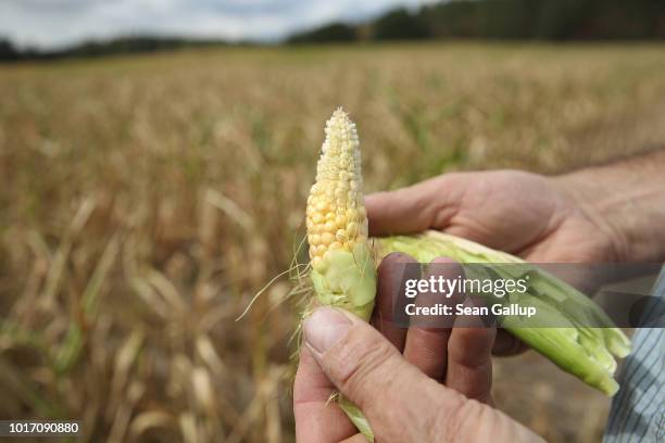 Steffen Hausmann, who works at a local farming cooperative, holds a stunted ear of corn meant for animal feed at a parched cornfield at Goersdorf on...