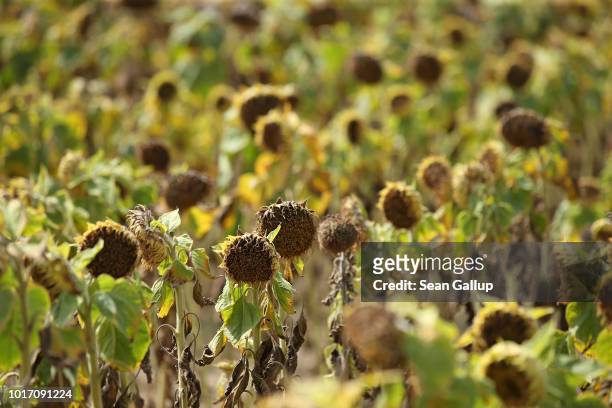 Stunted sunflower plants stand at a aprched sinflower field at Goersdorf on August 15, 2018 near Golssen, Germany. Southern Brandenburg state has...