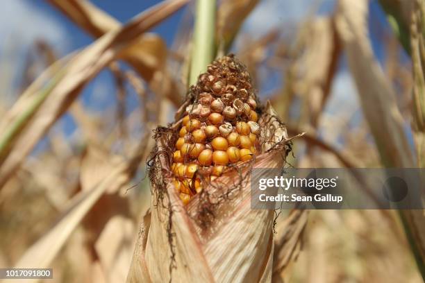 Corn to be used as animal feed stands stunted by drought at a farmer's field on August 15, 2018 near Golssen, Germany. Southern Brandenburg state has...