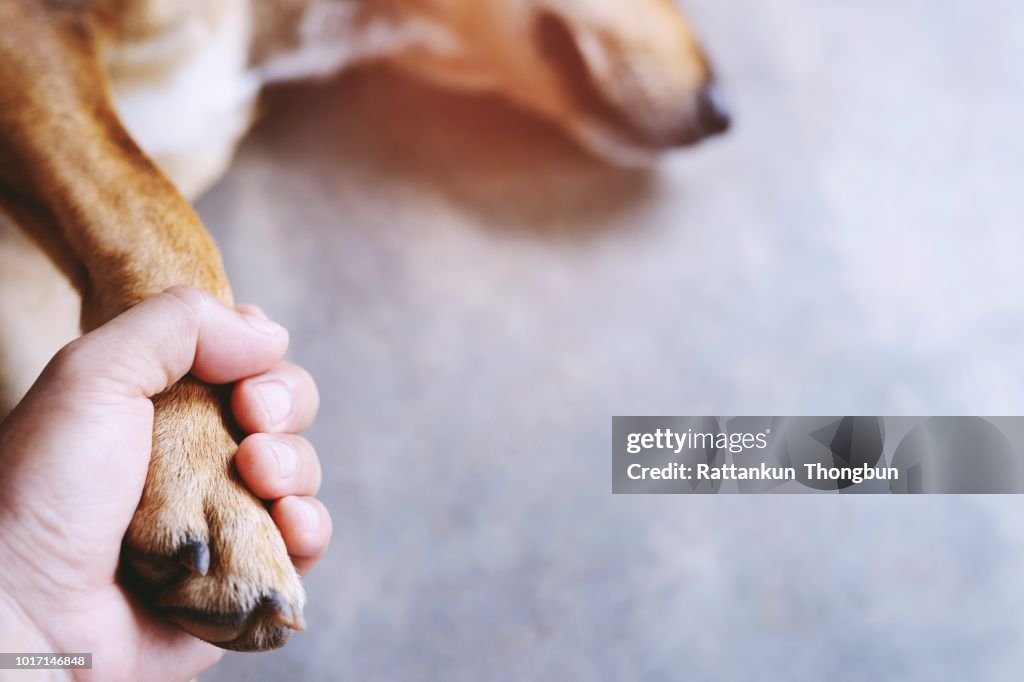 Besitzer seinen Hund, Hände halten Pfoten Hund streicheln nehmen Shake Hand zusammen, während er schlafend oder ruhend mit geschlossenen Augen ist. leeren Raum für Text.